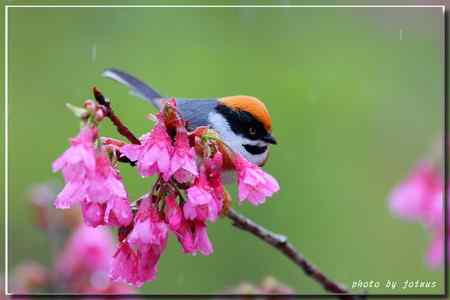 阿里山上的紅頭山雀