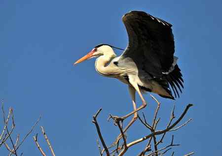 枝尖上的舞者－苍鹭