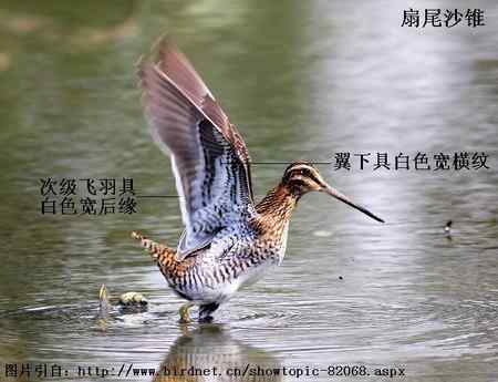 扇尾沙锥和针尾沙锥主要区别