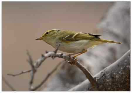 梨花盛开的季节