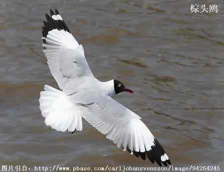 鸟类辨识：红嘴鸥和棕头鸥