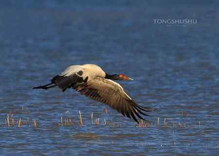 黑颈鹤掠过兰色的湖面