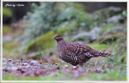 台中大雪山瑰寶——蓝腹鹇、帝雉