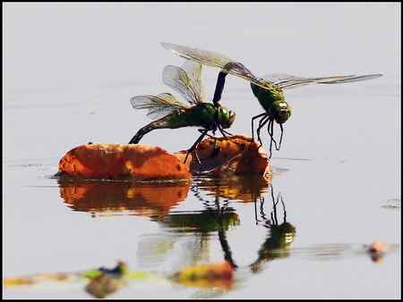 今天收获颇多 发几张综合鸟图 请拍砖！