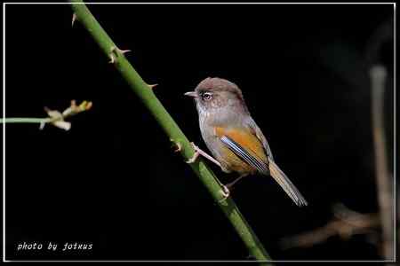 台湾合欢山三千米的驚豔
