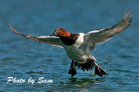 帆背潛鴨 Canvasback