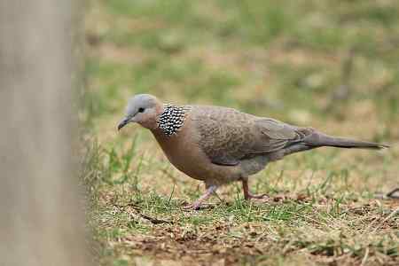 红尾巴鸟钻进灌木丛：灰头鹀回来了！
