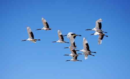 在蓝天中翱翔【美图】