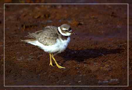 长嘴剑鸻照片哦