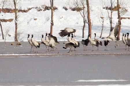 埝湖拍黑颈鹤系列