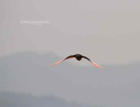 朱鹮从山那边飞过来！