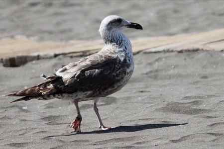 这是什么鸥：灰背鸥还是银鸥亚成鸟？