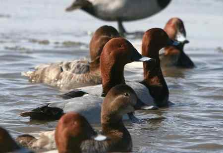 帆背潜鸭？红头潜鸭？