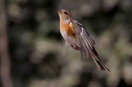 燕雀——跳跃版！