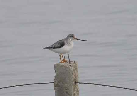 鹬珩类辨认，请指教