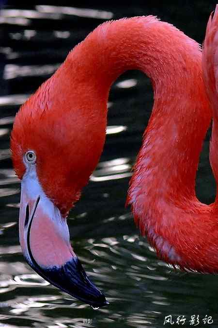 曲线美——火烈鸟