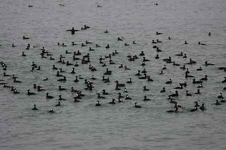 斑头海番鸭之探索片