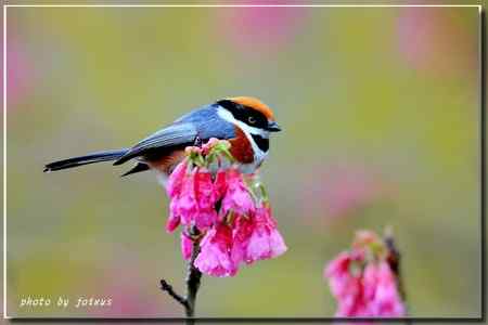 阿里山上的紅頭山雀