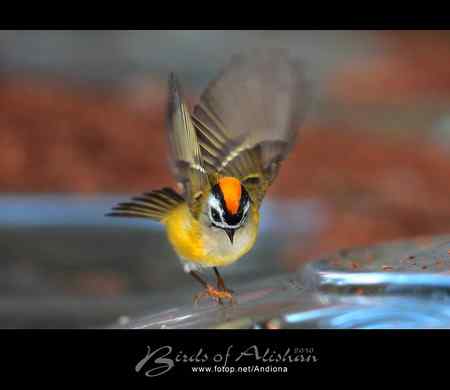 火冠戴菊 Taiwan Firecrest