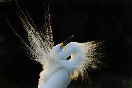 10首拍象山白鹭一组