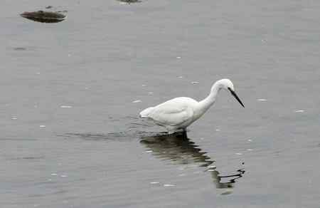 朱鹮和它快乐的伙伴