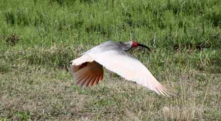 朱鹮白鹭一家亲