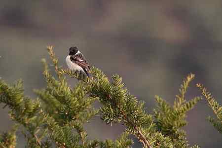 黑喉石鵖与红胁蓝尾鸲外加褐柳莺