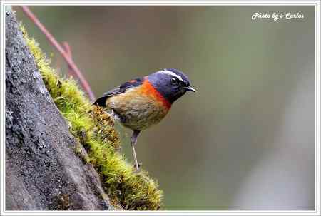阿里山鴝(栗背林鴝) 台湾特有鸟类