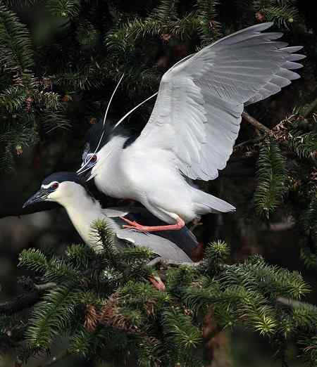 一根树枝，打动姑娘芳心！！