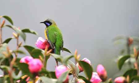护花使者 雌雄橙腹叶鹎