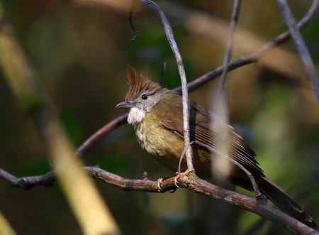 越南观鸟 特色鸟类多