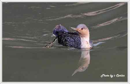 罕见稀有的紅喉潛鳥竟然造访宝岛台湾 罕见稀有的紅喉潛鳥竟然造访宝岛台湾