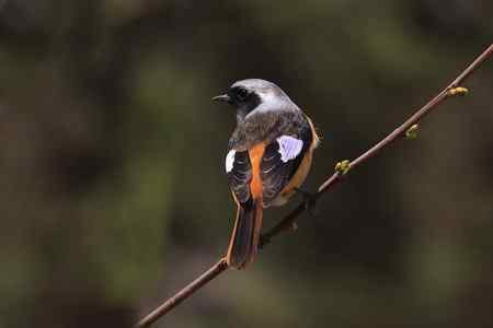 门前又来金翅 北红