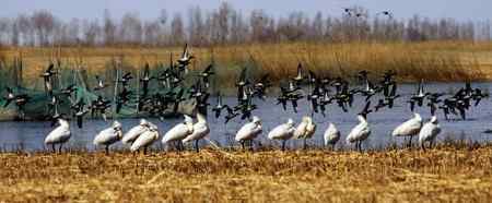 琵琶鹭及侯鸟已飞回向海