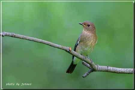 白腹琉璃 白腹姬鹟