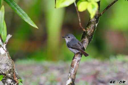 西馬观鸟行 西馬观鸟行
