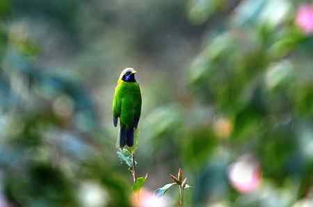 护花使者 雌雄橙腹叶鹎