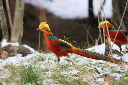 红腹锦鸡报晓贺新春 红腹锦鸡报晓贺新春