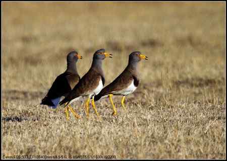 灰头麦鸡 向海自然保护区
