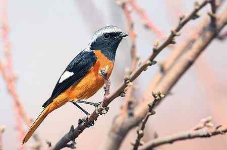 清明节的常见鸟!