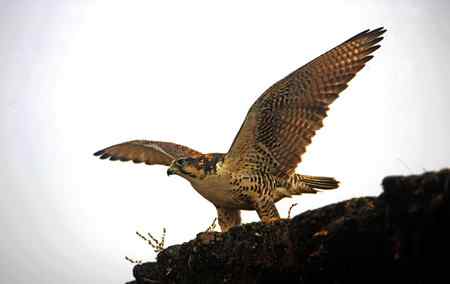 青海高原的鹰，秃鹫，狐狸和狼