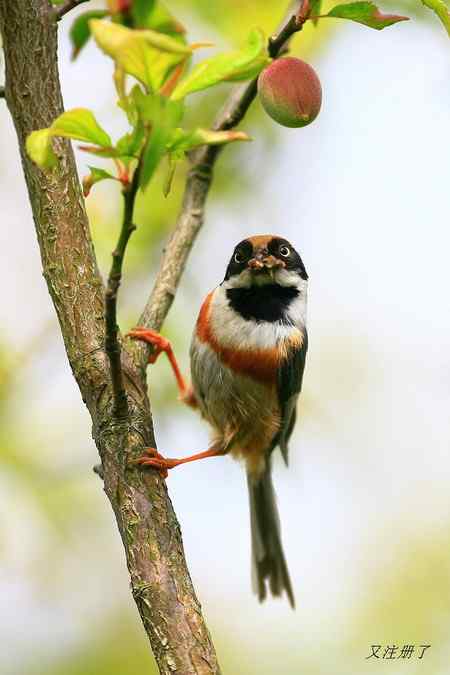 红头长尾山雀 最忙碌的季节