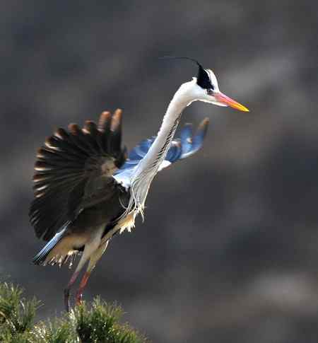 平山苍鹭 平山苍鹭