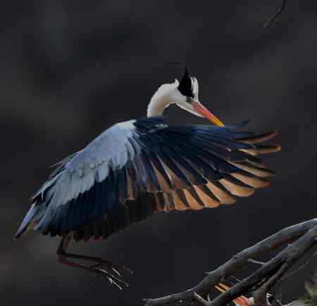 平山苍鹭 平山苍鹭