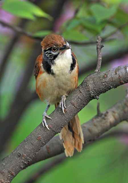 黑领噪鹛与樱花