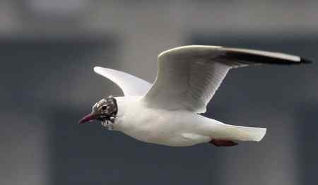 求教海鸥种类(7p)