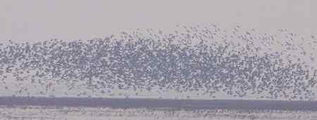 辽河口今晨雨中的鸟浪