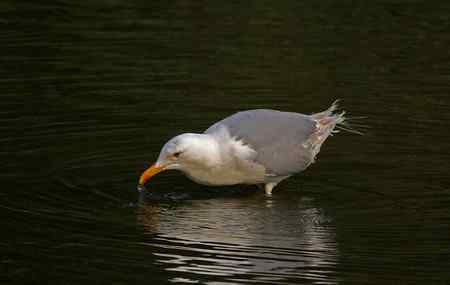 洁白温柔又美丽