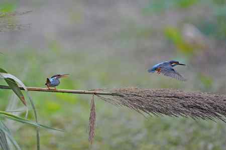 翠鸟的甜蜜爱情