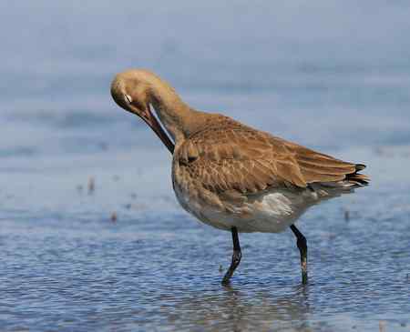 黑尾塍鹬 梳理羽毛